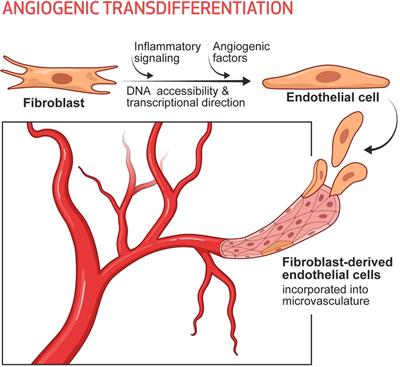 Role of angiogenic transdifferentiation in vascular recovery